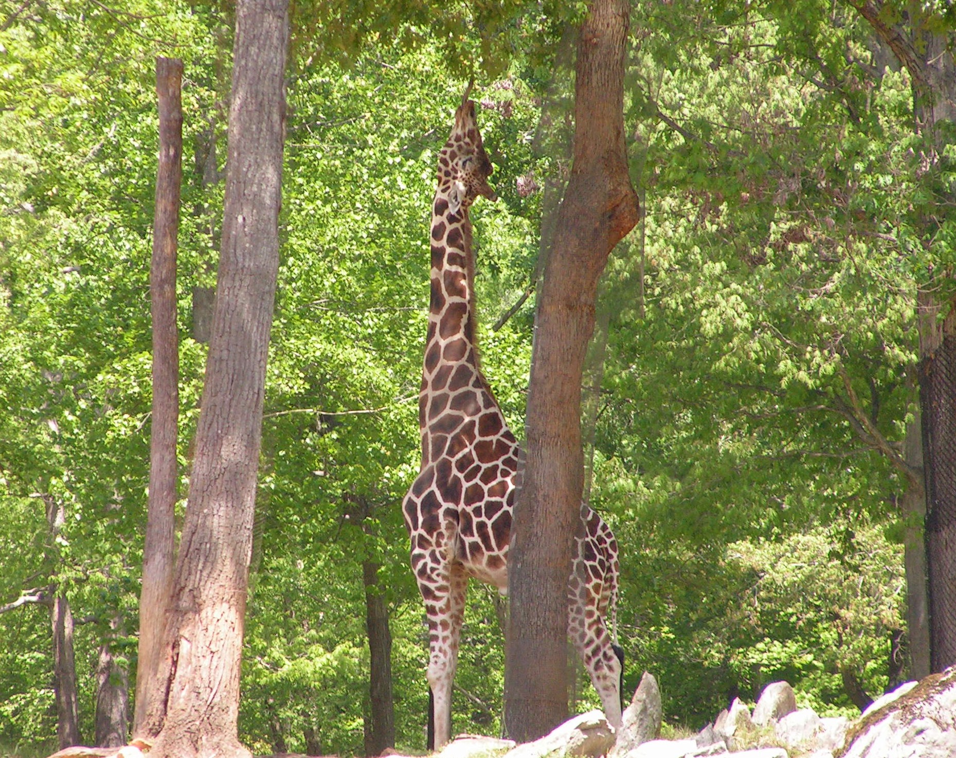 ./2006/EMMMS Zoo/PattieZooPics0047.JPG